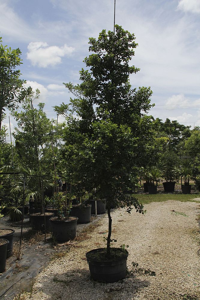 krugiodendron-ferreum-black-ironwood