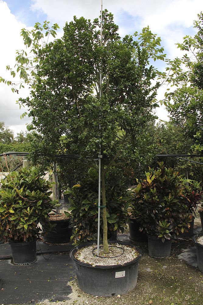 krugiodendron-ferreum-black-ironwood