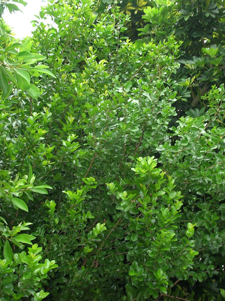krugiodendron-ferreum-black-ironwood