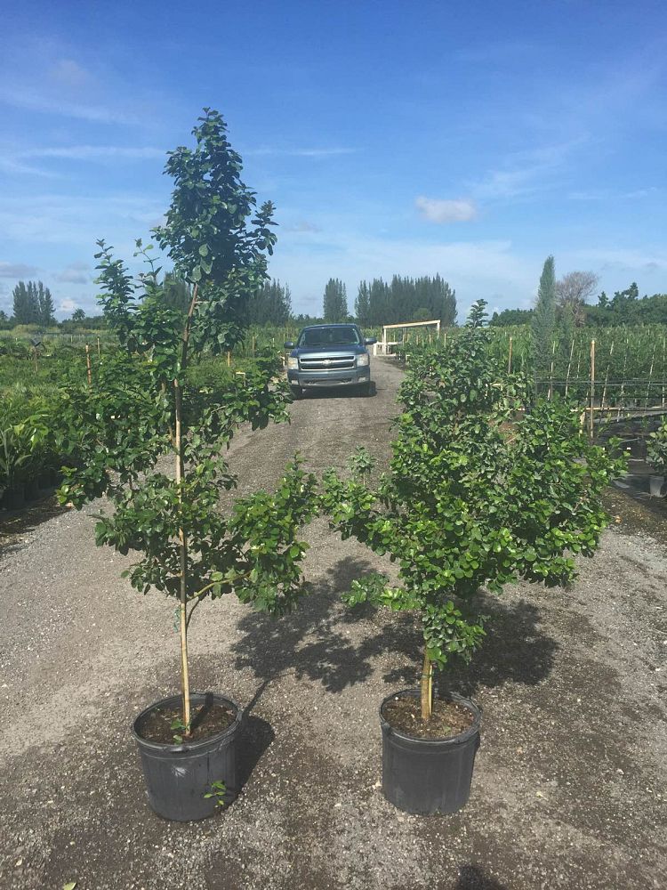 krugiodendron-ferreum-black-ironwood