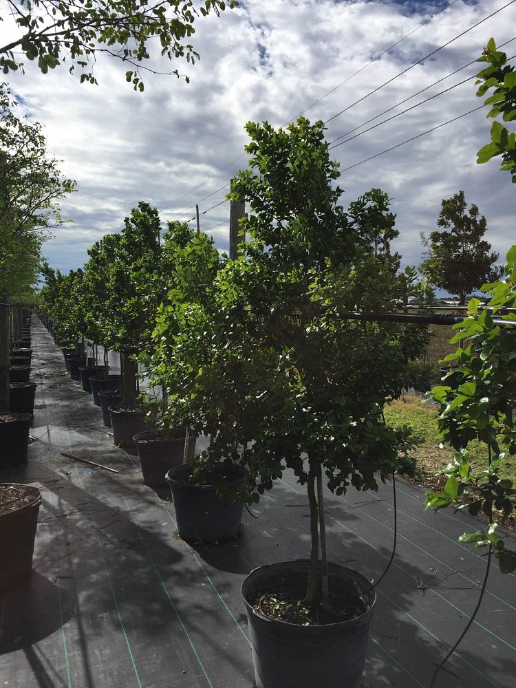 krugiodendron-ferreum-black-ironwood