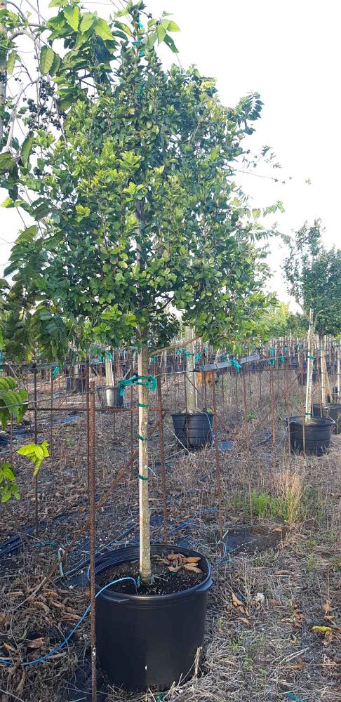 krugiodendron-ferreum-black-ironwood