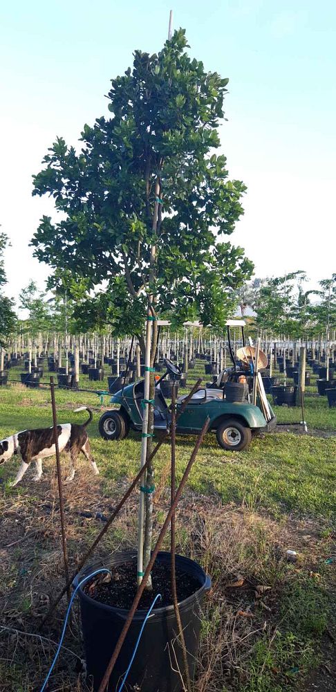 krugiodendron-ferreum-black-ironwood