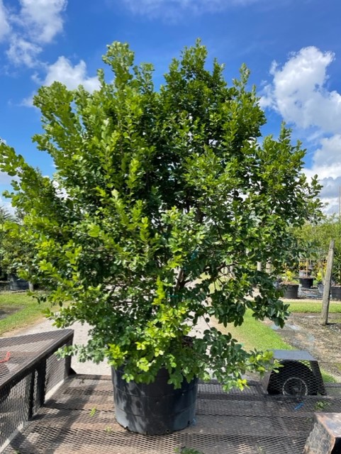 krugiodendron-ferreum-black-ironwood