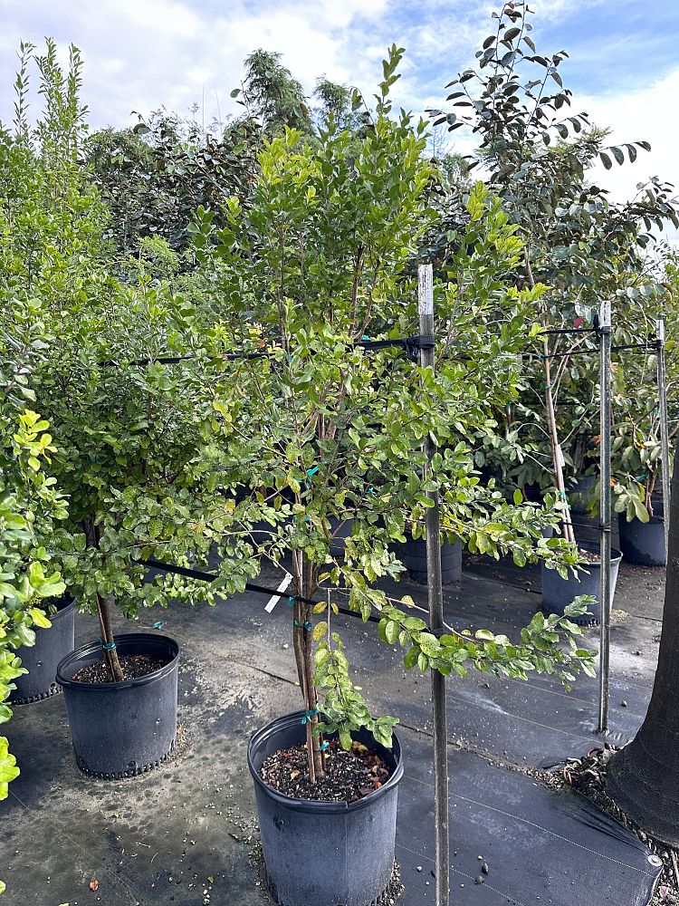 krugiodendron-ferreum-black-ironwood