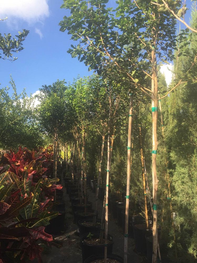 krugiodendron-ferreum-black-ironwood