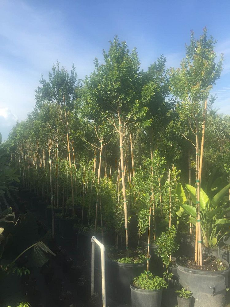 krugiodendron-ferreum-black-ironwood