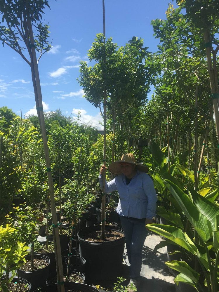 krugiodendron-ferreum-black-ironwood