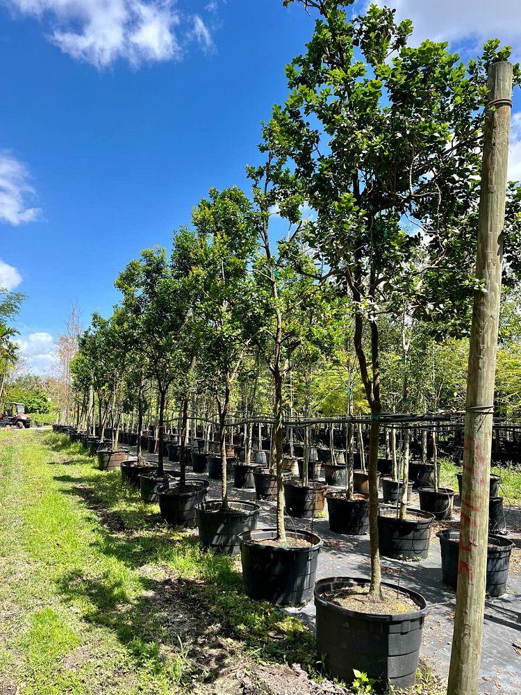 krugiodendron-ferreum-black-ironwood