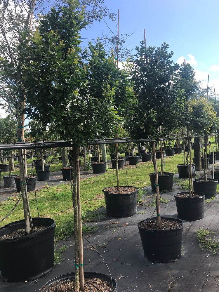 krugiodendron-ferreum-black-ironwood