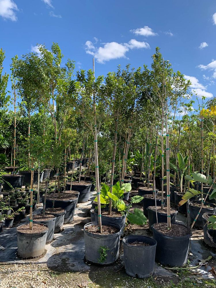 krugiodendron-ferreum-black-ironwood