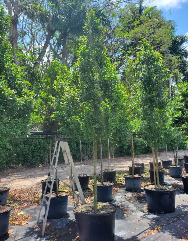 krugiodendron-ferreum-black-ironwood