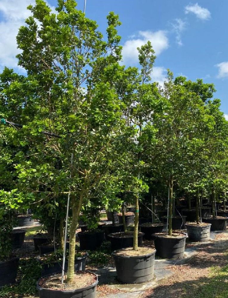 krugiodendron-ferreum-black-ironwood