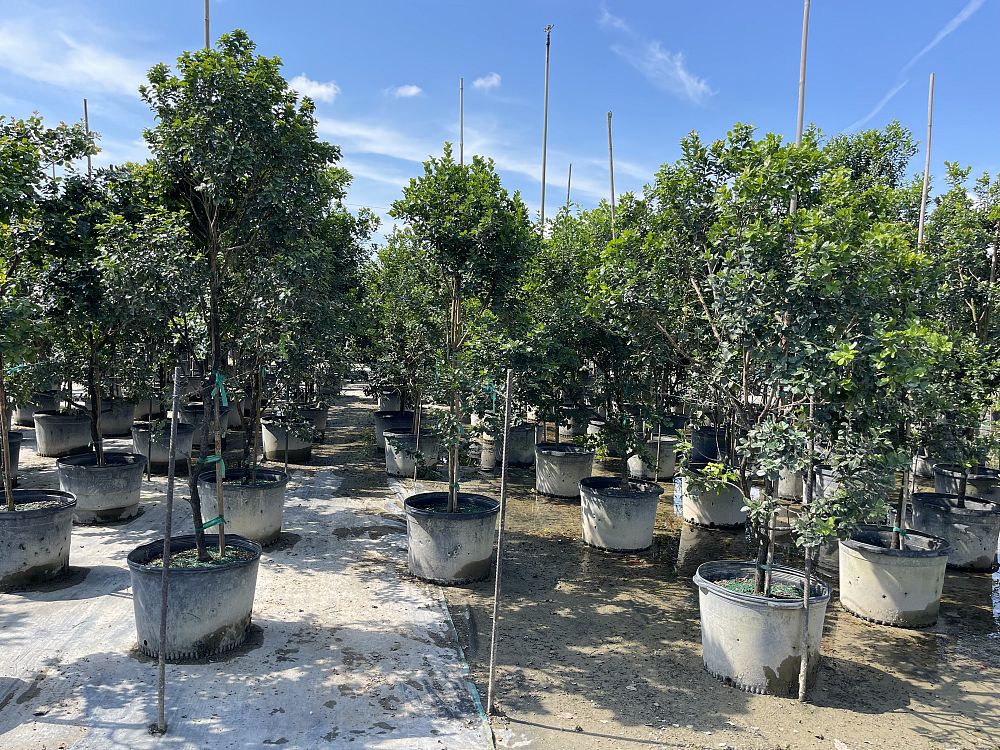 krugiodendron-ferreum-black-ironwood