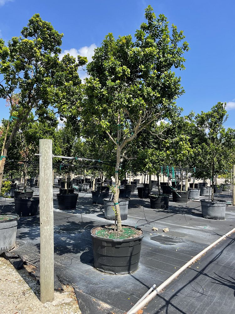 krugiodendron-ferreum-black-ironwood