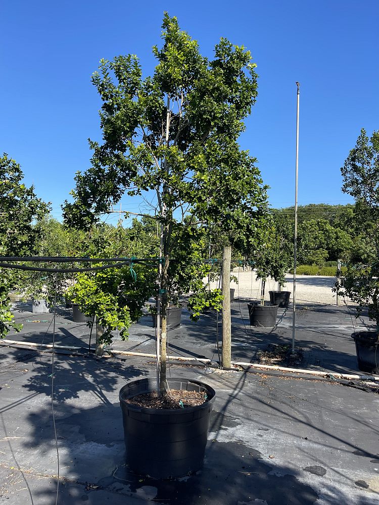 krugiodendron-ferreum-black-ironwood