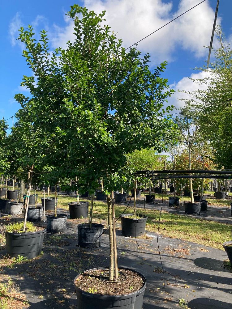 krugiodendron-ferreum-black-ironwood