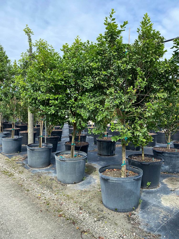 krugiodendron-ferreum-black-ironwood