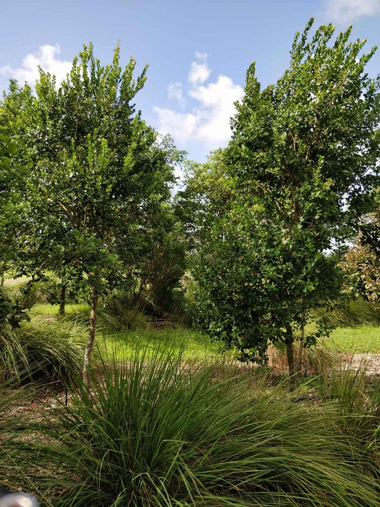 krugiodendron-ferreum-black-ironwood