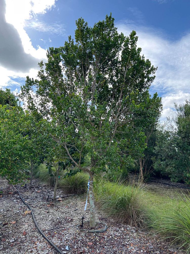 krugiodendron-ferreum-black-ironwood