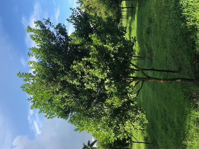 krugiodendron-ferreum-black-ironwood