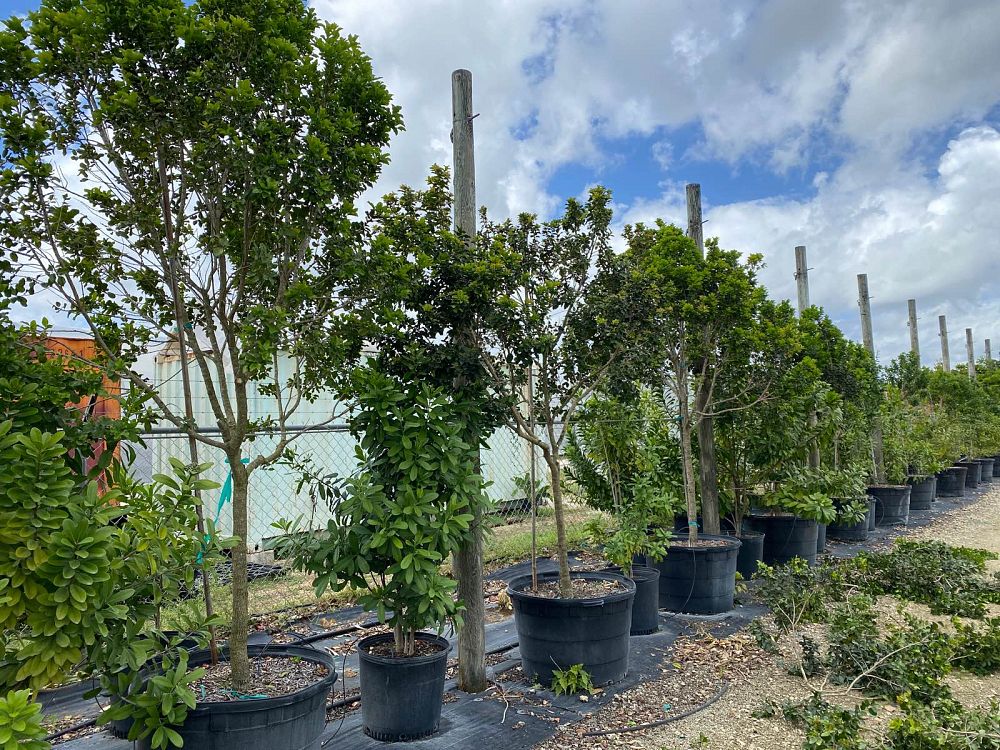 krugiodendron-ferreum-black-ironwood