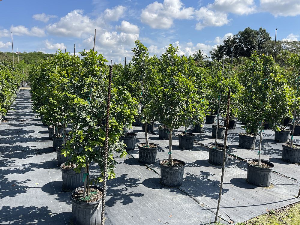 krugiodendron-ferreum-black-ironwood