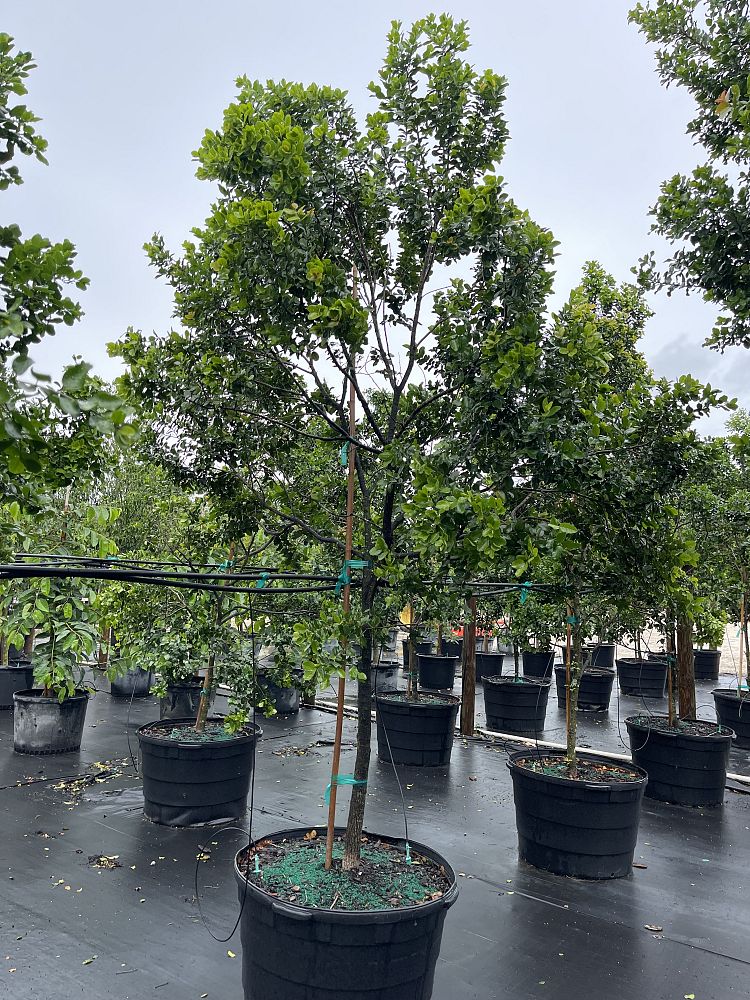 krugiodendron-ferreum-black-ironwood