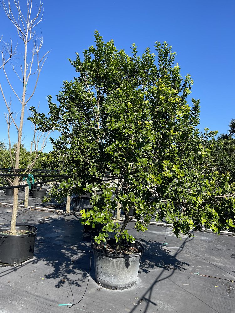 krugiodendron-ferreum-black-ironwood