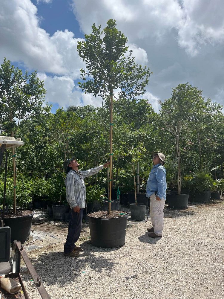 krugiodendron-ferreum-black-ironwood