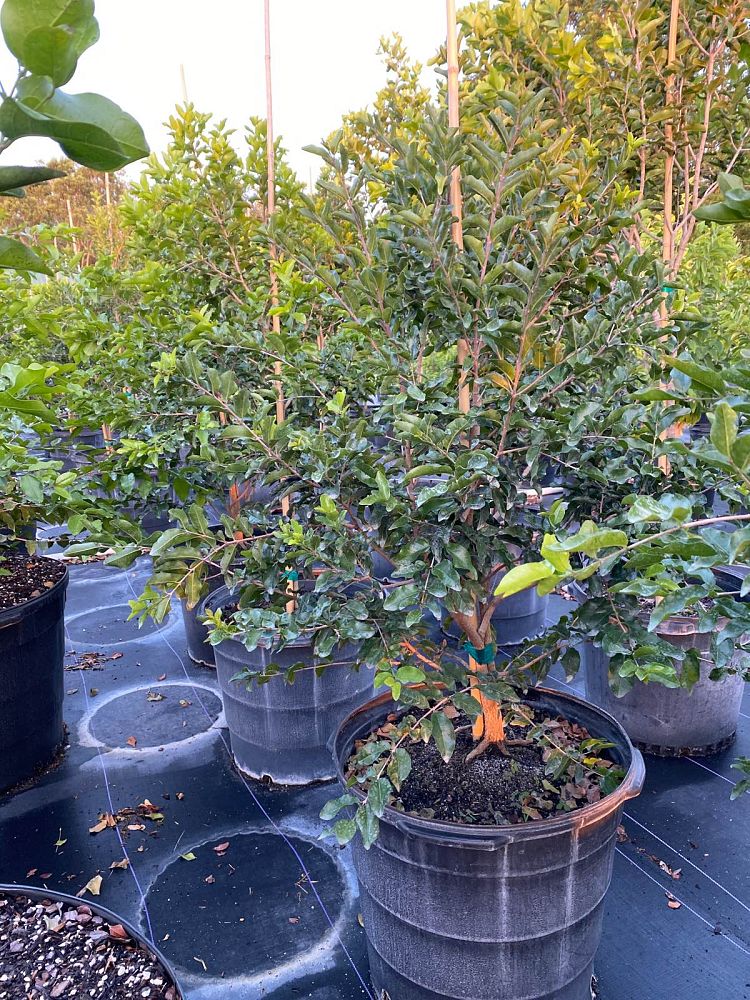 krugiodendron-ferreum-black-ironwood