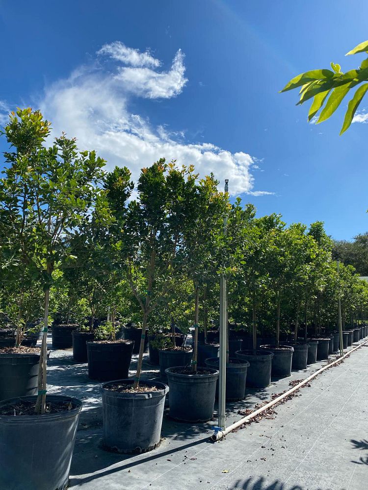 krugiodendron-ferreum-black-ironwood