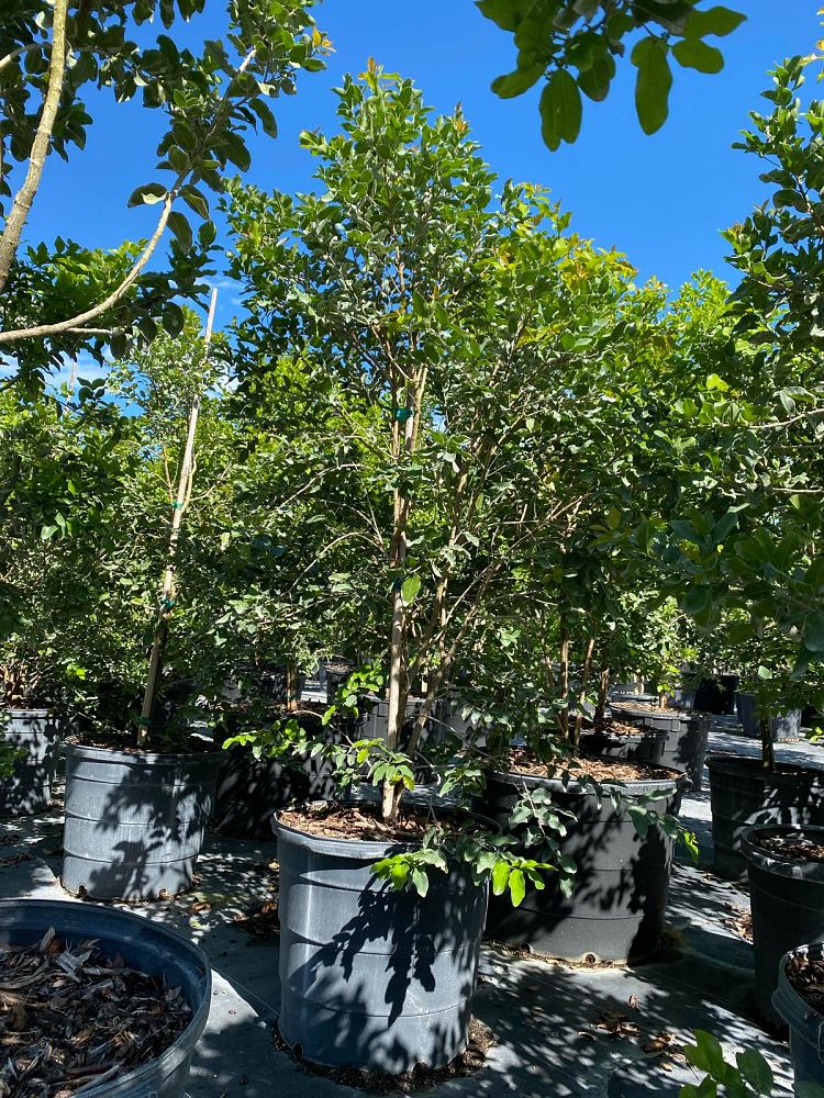 krugiodendron-ferreum-black-ironwood