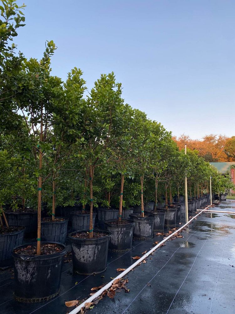 krugiodendron-ferreum-black-ironwood