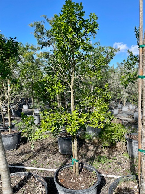 krugiodendron-ferreum-black-ironwood