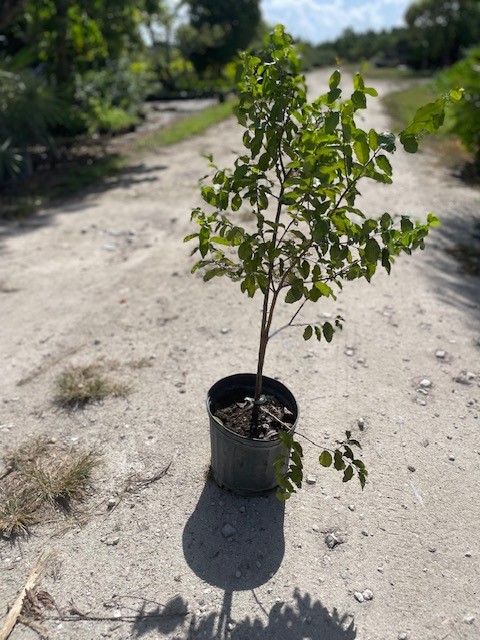 krugiodendron-ferreum-black-ironwood