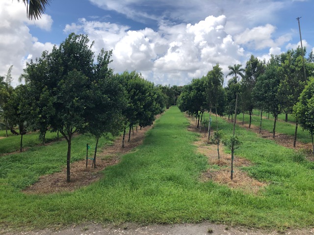 krugiodendron-ferreum-black-ironwood