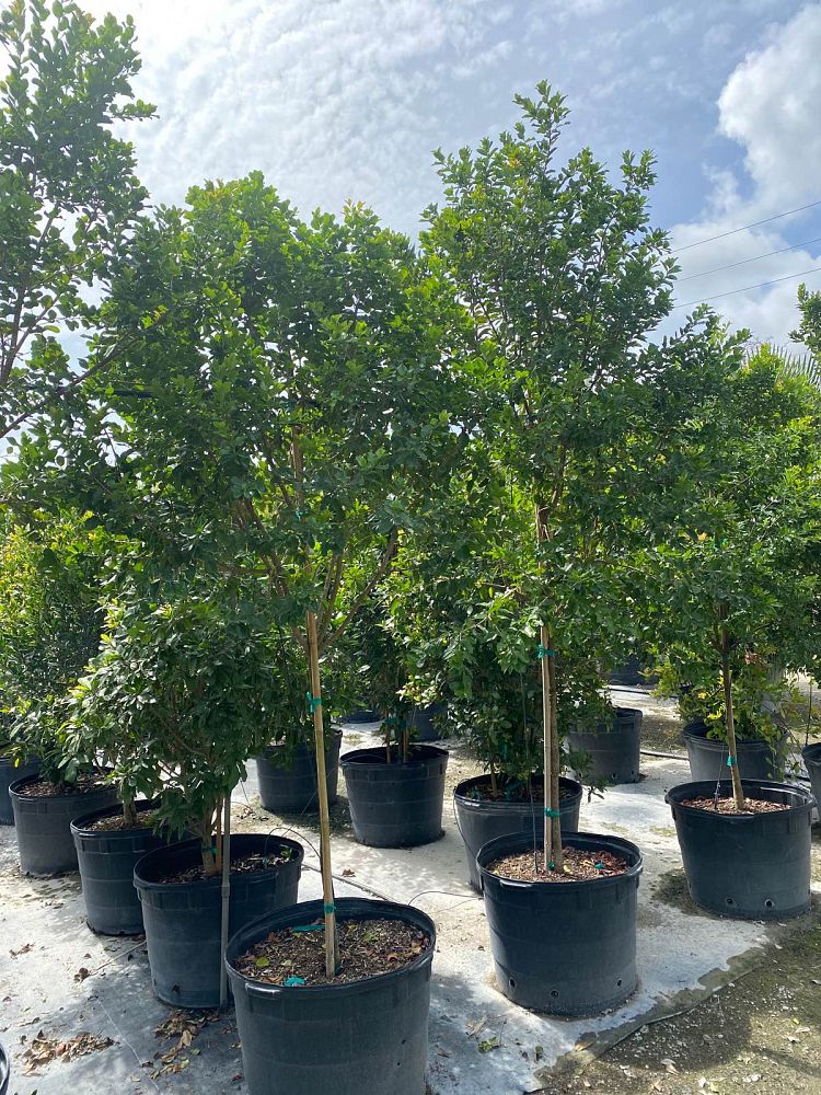 krugiodendron-ferreum-black-ironwood