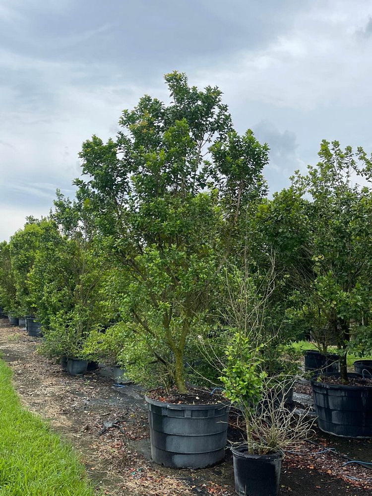 krugiodendron-ferreum-black-ironwood