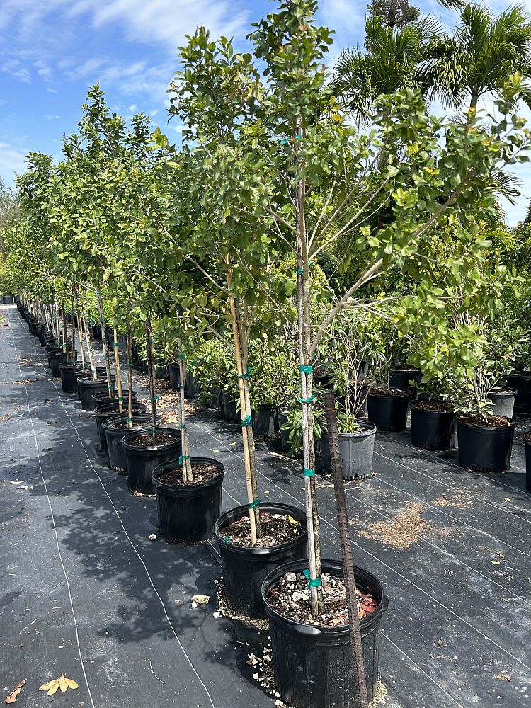 krugiodendron-ferreum-black-ironwood