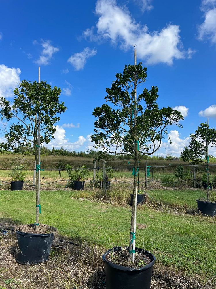 krugiodendron-ferreum-black-ironwood