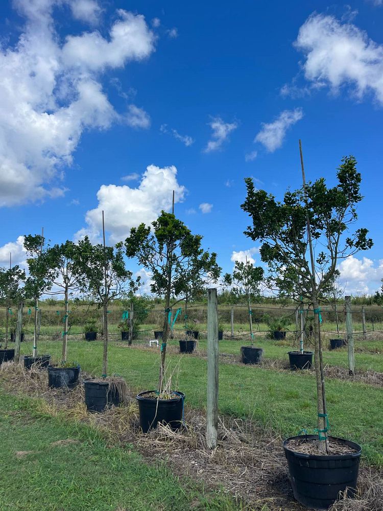 krugiodendron-ferreum-black-ironwood