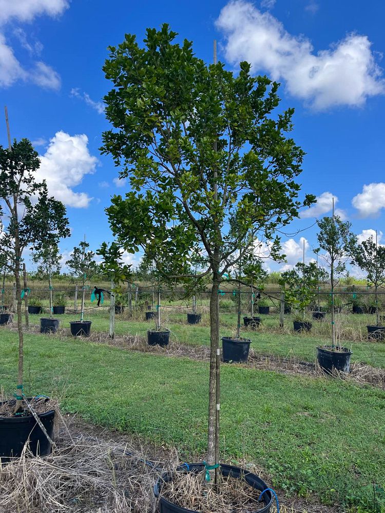 krugiodendron-ferreum-black-ironwood