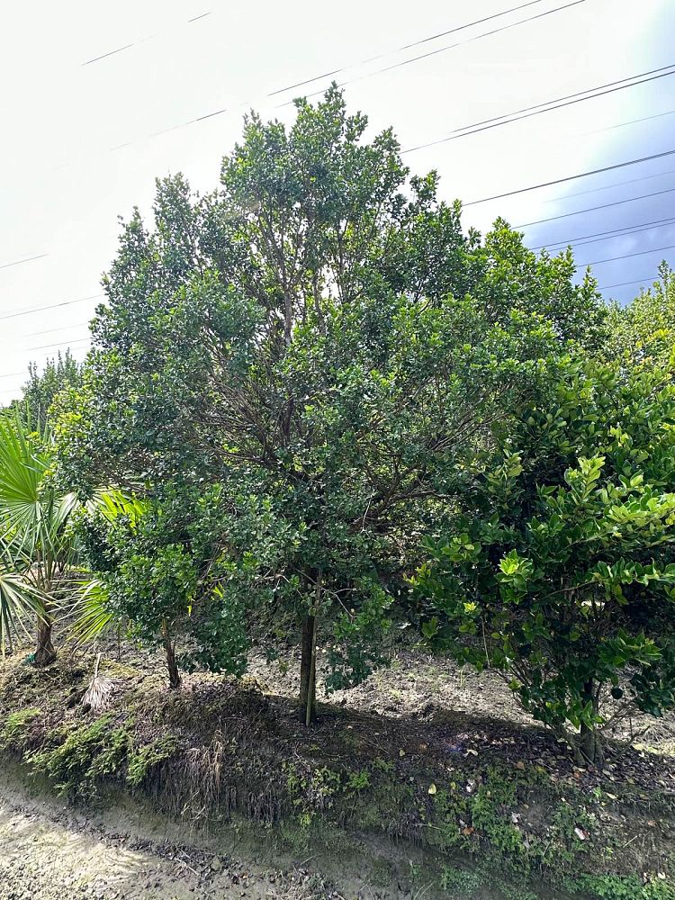 krugiodendron-ferreum-black-ironwood