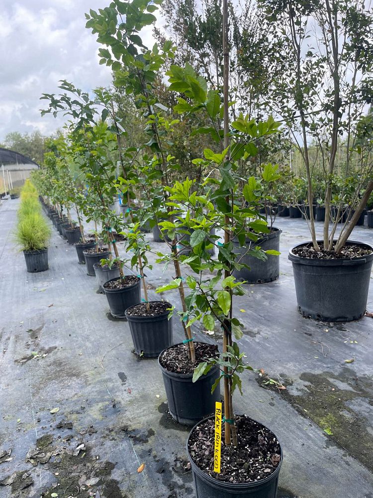 krugiodendron-ferreum-black-ironwood