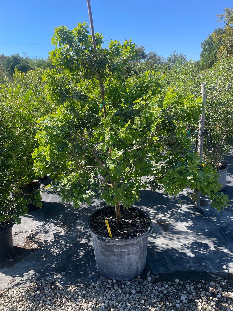 krugiodendron-ferreum-black-ironwood