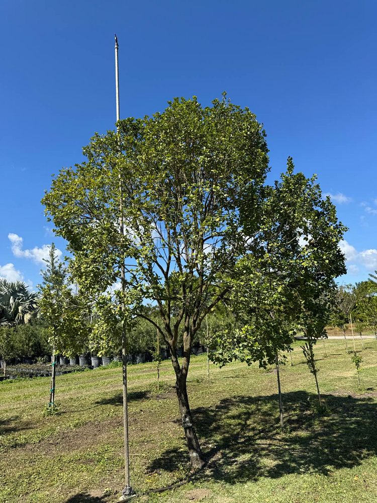 krugiodendron-ferreum-black-ironwood