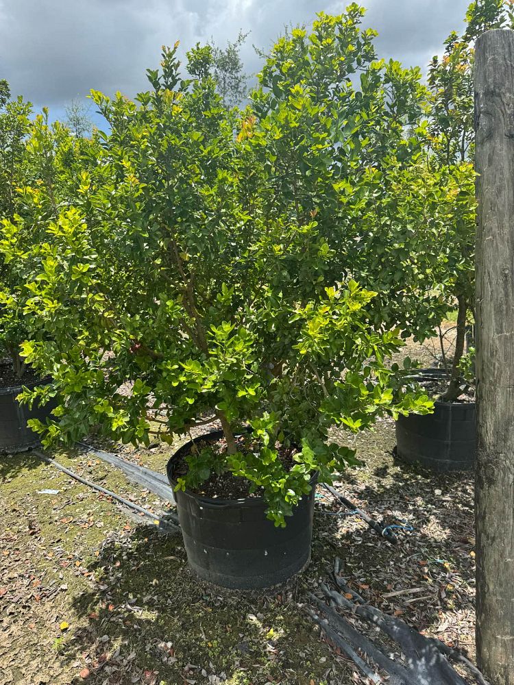 krugiodendron-ferreum-black-ironwood