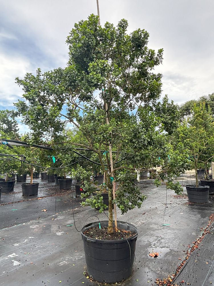 krugiodendron-ferreum-black-ironwood