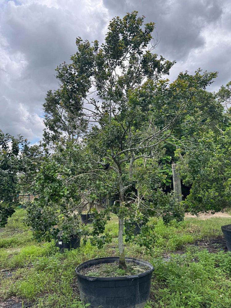 krugiodendron-ferreum-black-ironwood